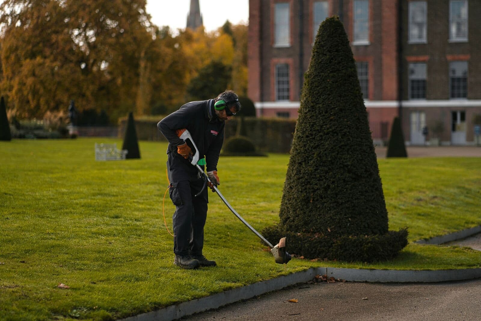 A groundsman strims the edge of a lawn beside a clipped yew in front of a red brick house.